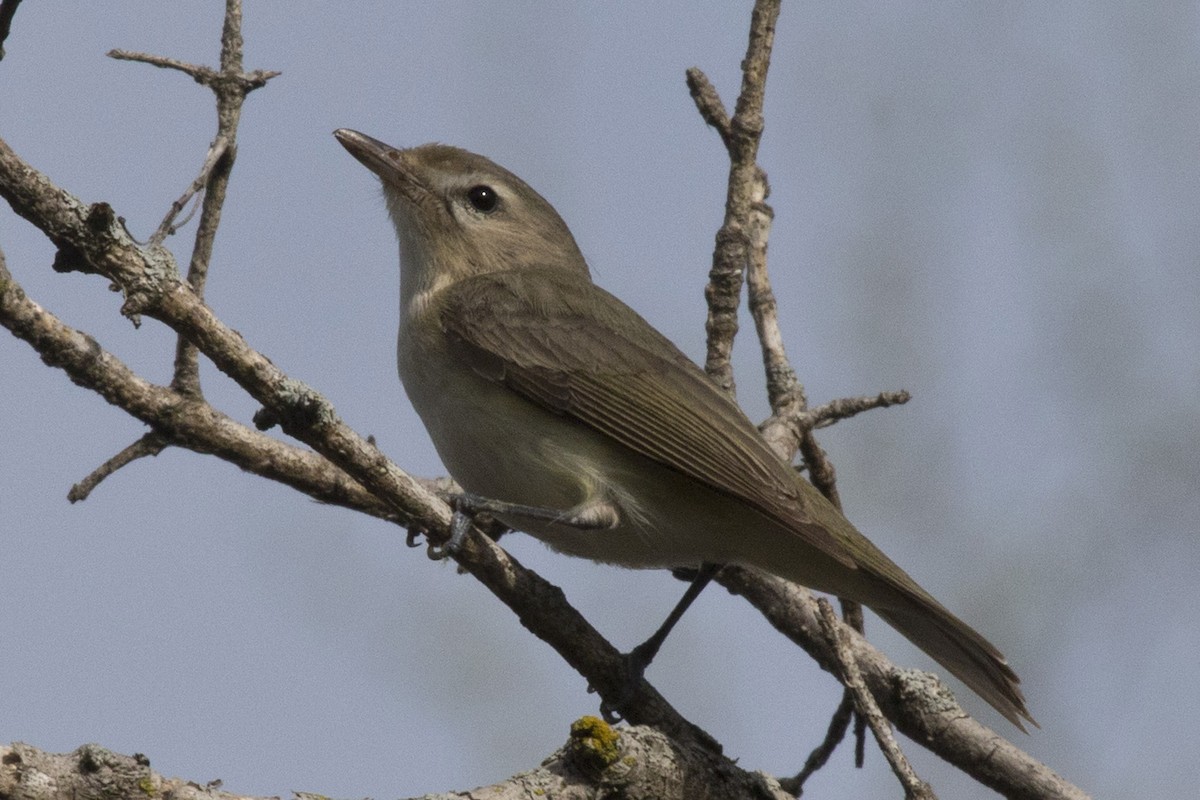 Warbling Vireo - ML97832341