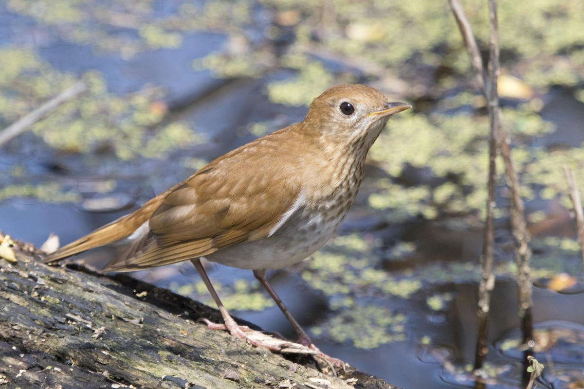 Veery - Michael Bowen