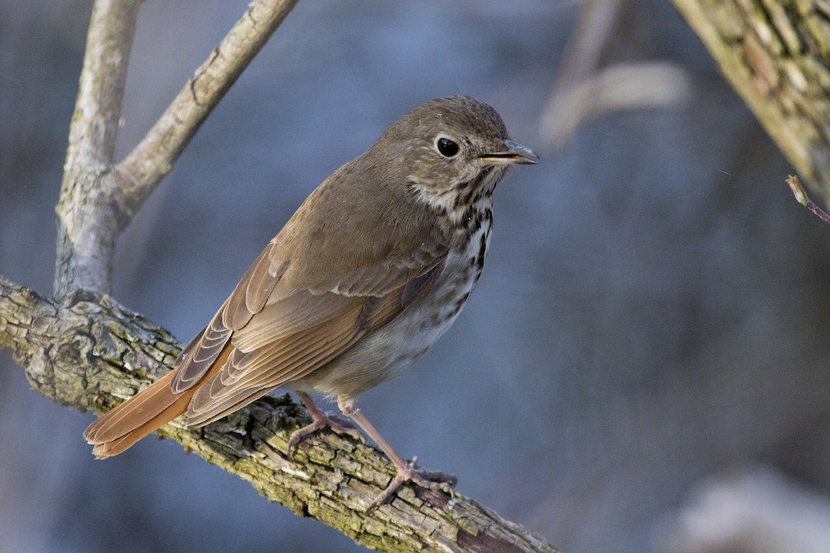 Hermit Thrush - ML97832641