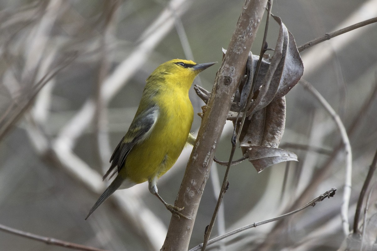 Blue-winged Warbler - Michael Bowen