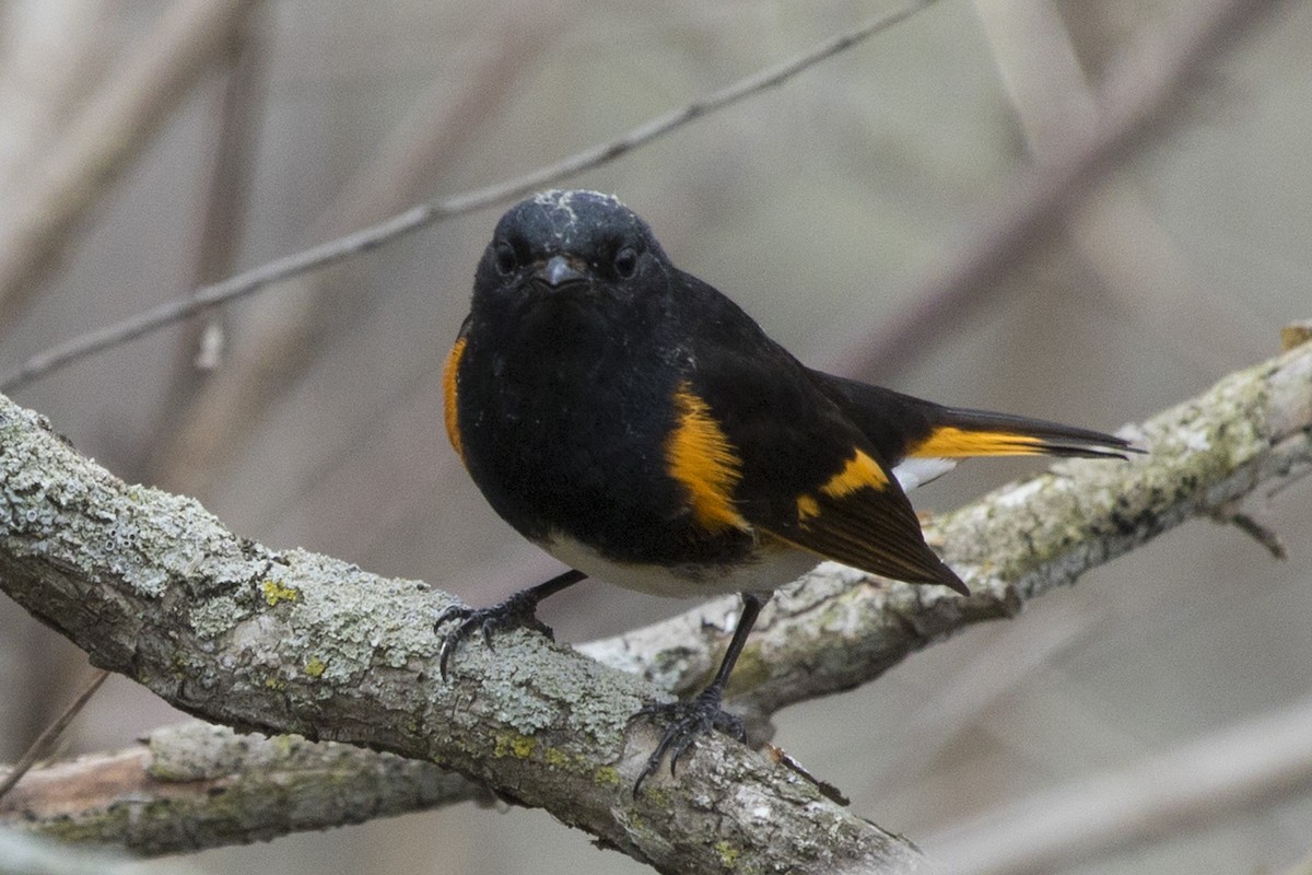 American Redstart - ML97833651