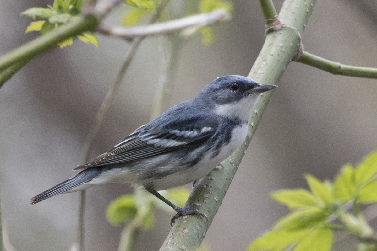 Cerulean Warbler - ML97833801