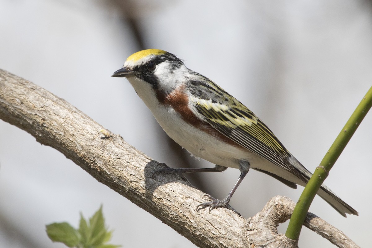 Chestnut-sided Warbler - Michael Bowen