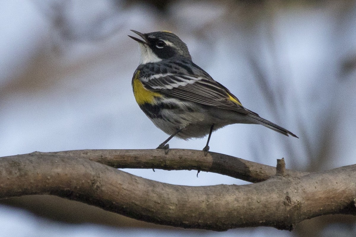 Yellow-rumped Warbler - ML97834531