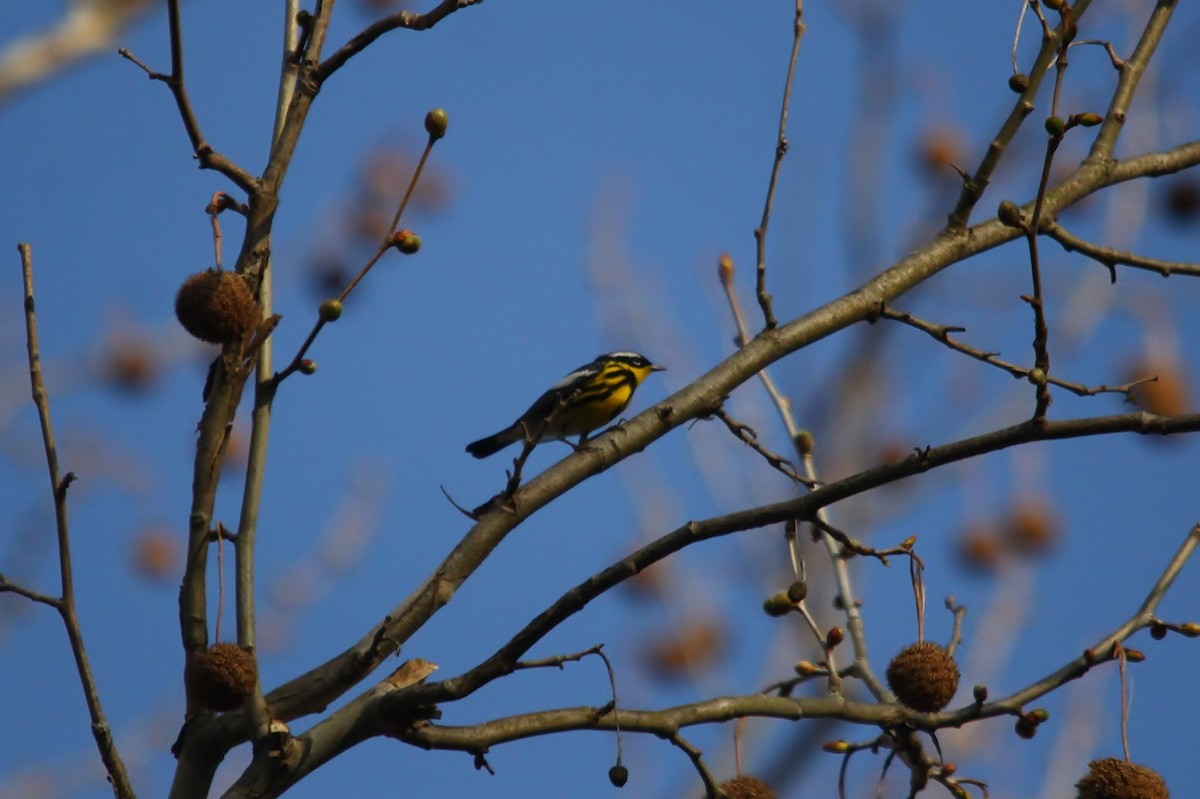 Magnolia Warbler - ML97834661