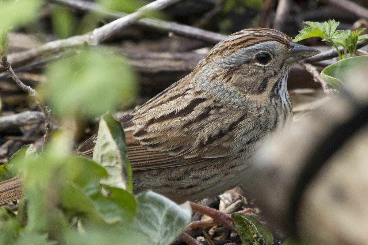 Lincoln's Sparrow - ML97834891