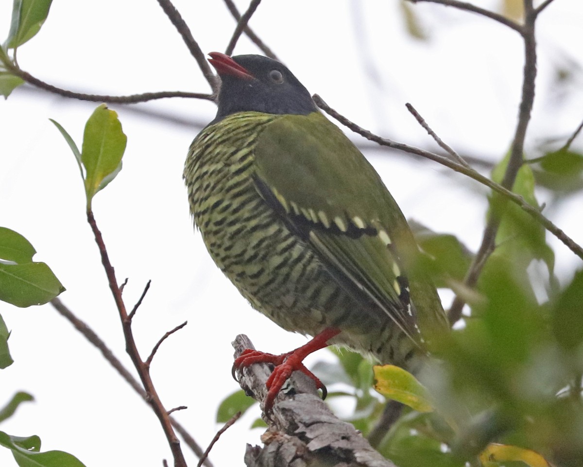 Barred Fruiteater - ML97835681