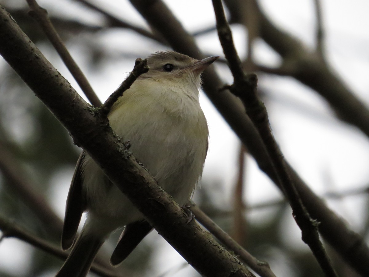 Ötücü Vireo - ML97837011