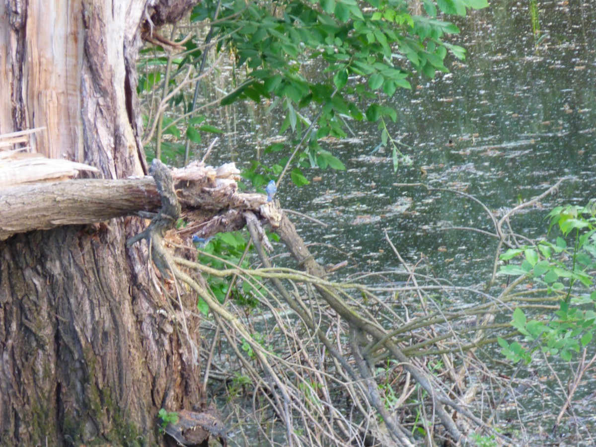 Өрнийн хөх бух - ML97837041