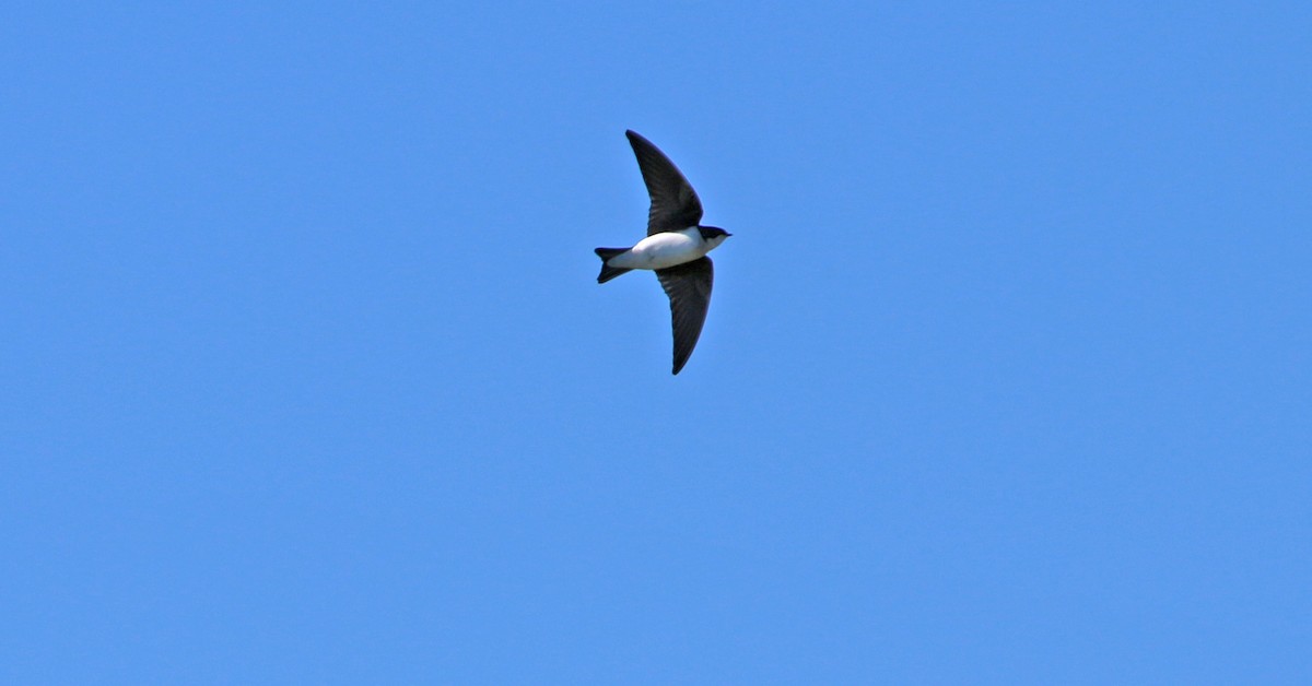 Tree Swallow - ML97838521