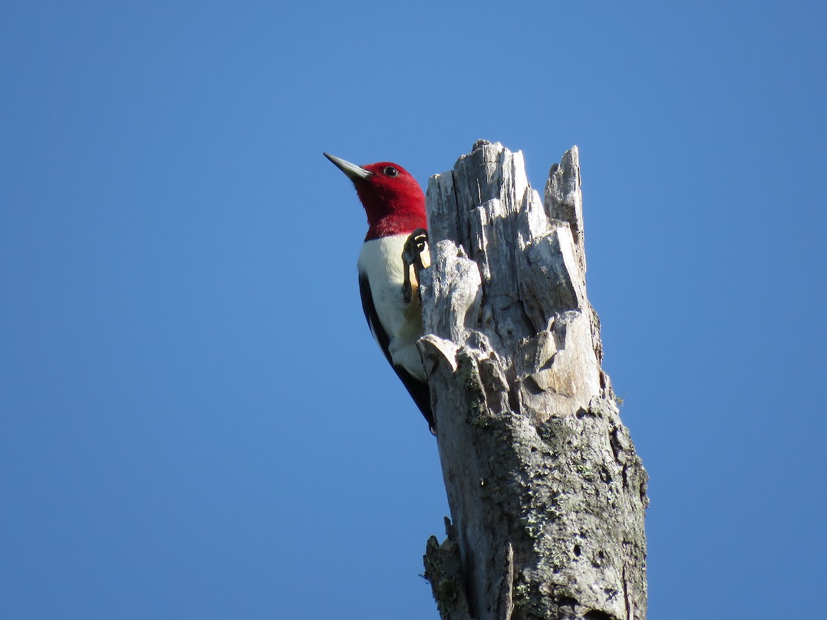 Pic à tête rouge - ML97840061