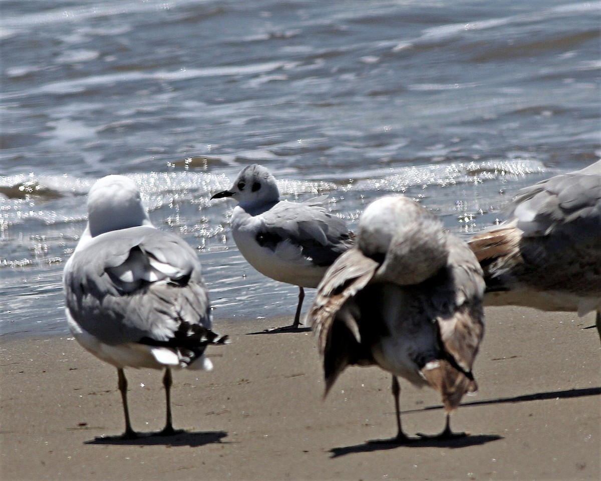 Bonaparte's Gull - ML97840661