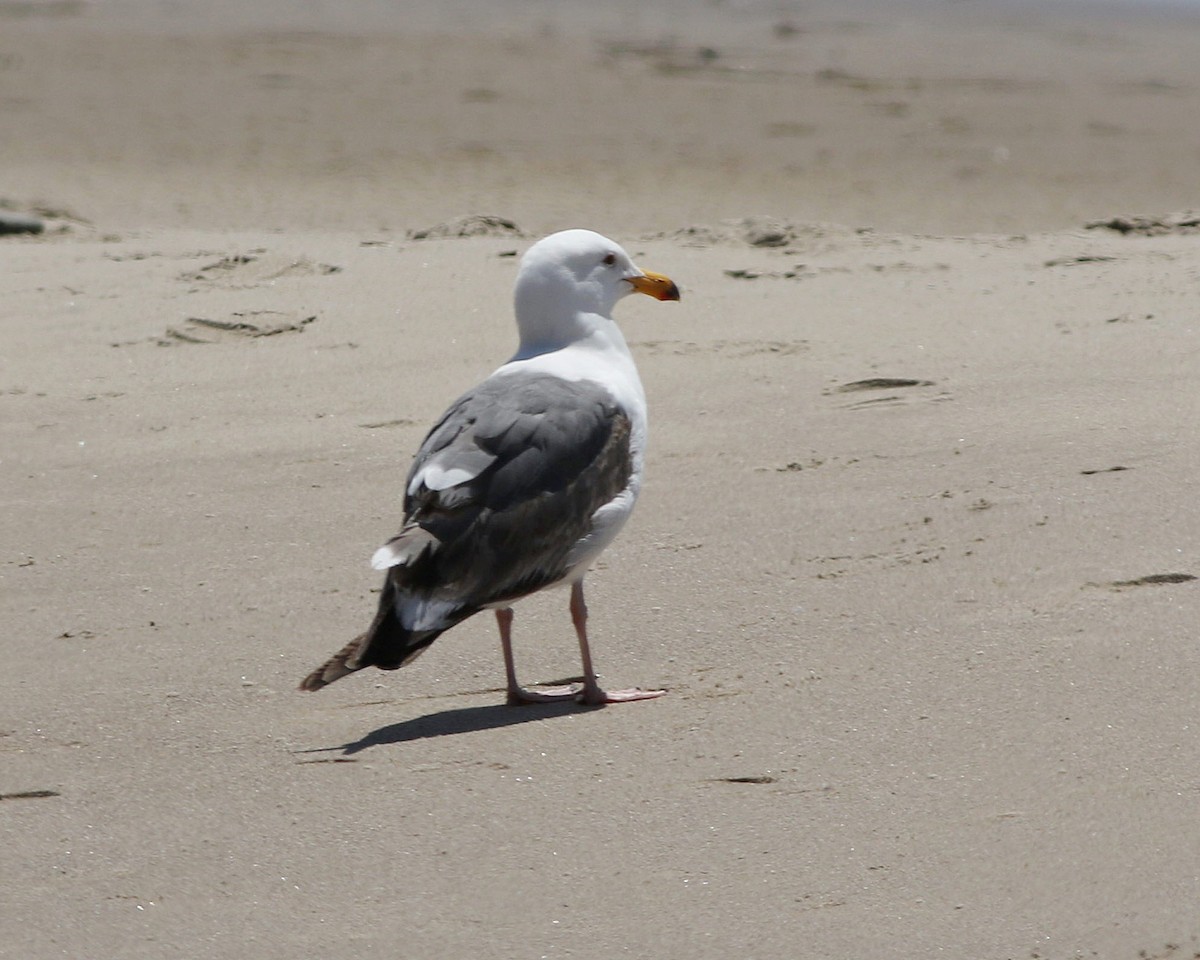 Gaviota Occidental - ML97840681