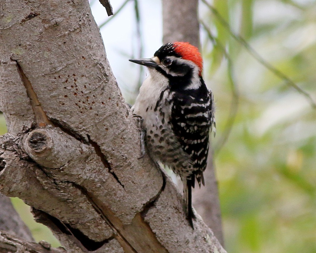 Nuttall's Woodpecker - ML97840701