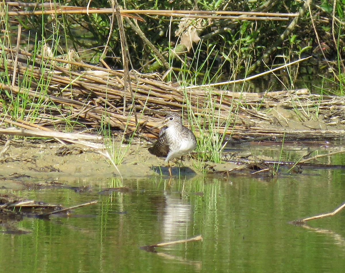 Solitary Sandpiper - ML97841111
