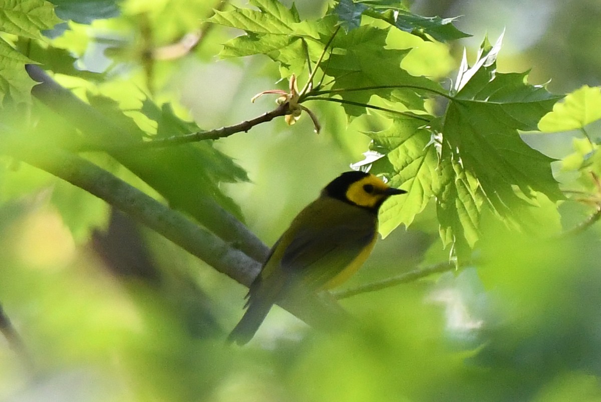 Hooded Warbler - ML97842201