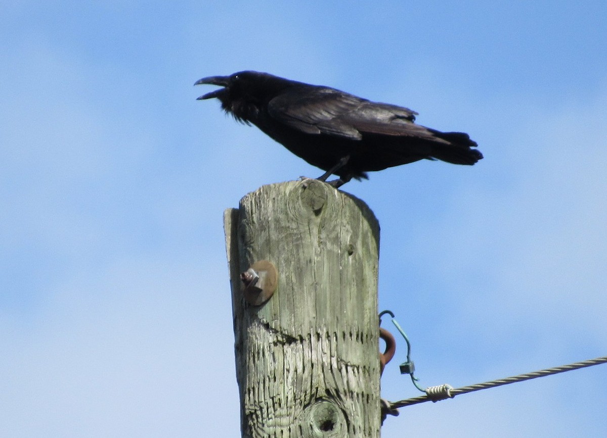 Common Raven - ML97842631