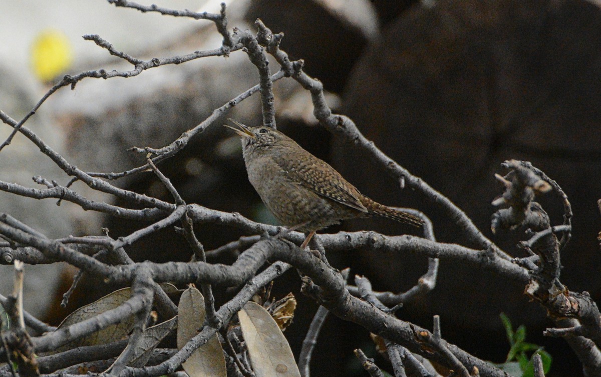 House Wren - ML97842741