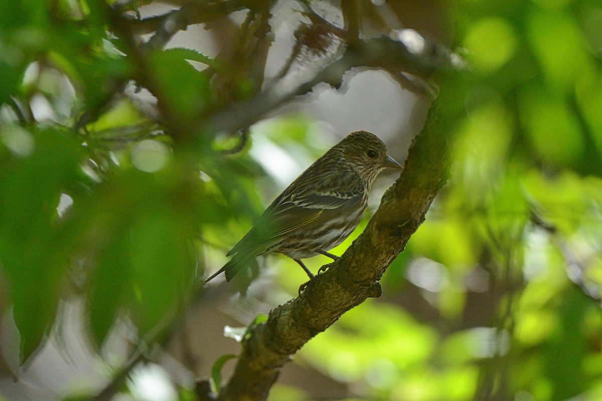 Pine Siskin - ML97842831