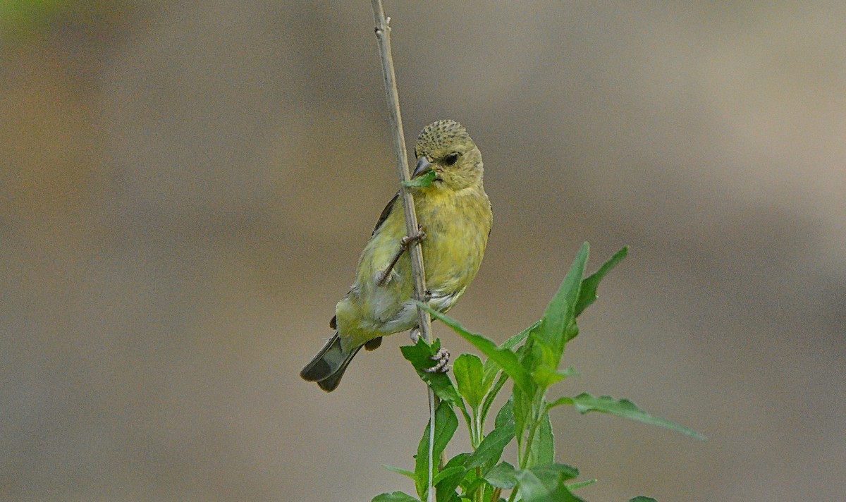 Lesser Goldfinch - Douglas Hall