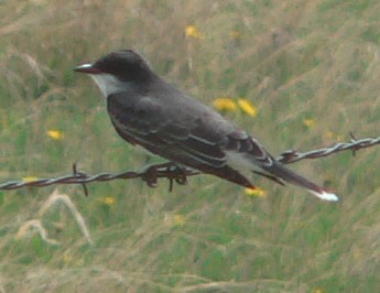 Schieferrücken-Königstyrann - ML97843801