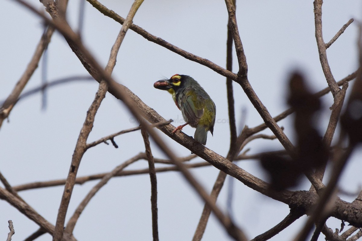 Coppersmith Barbet - ML97844611