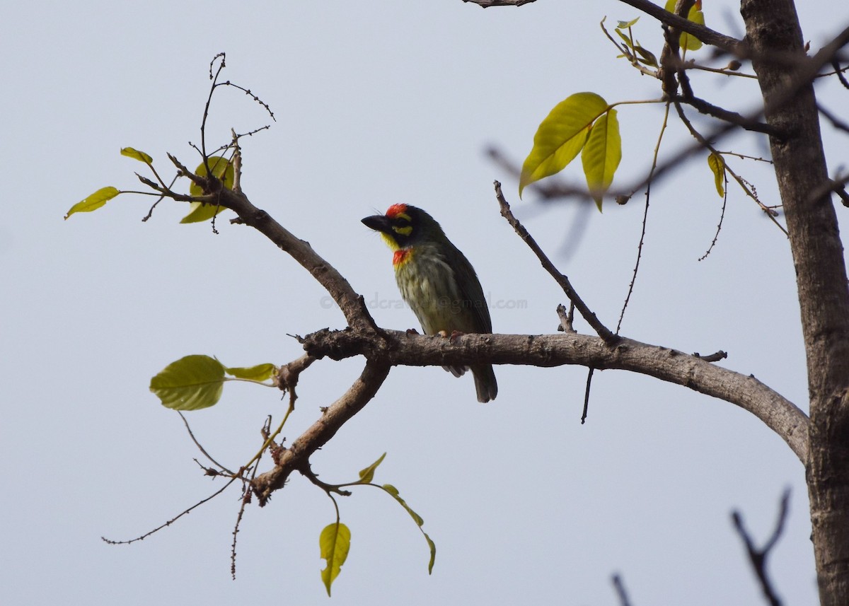 Coppersmith Barbet - ML97844631