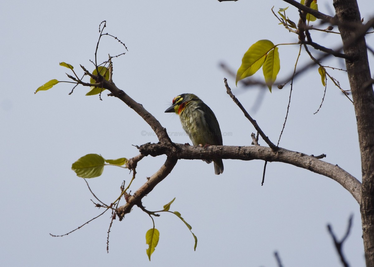 Coppersmith Barbet - ML97844641