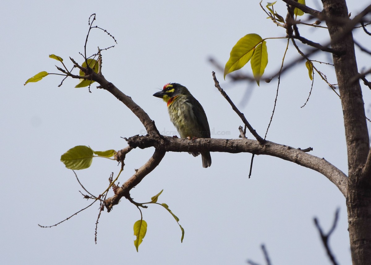 Coppersmith Barbet - ML97844651