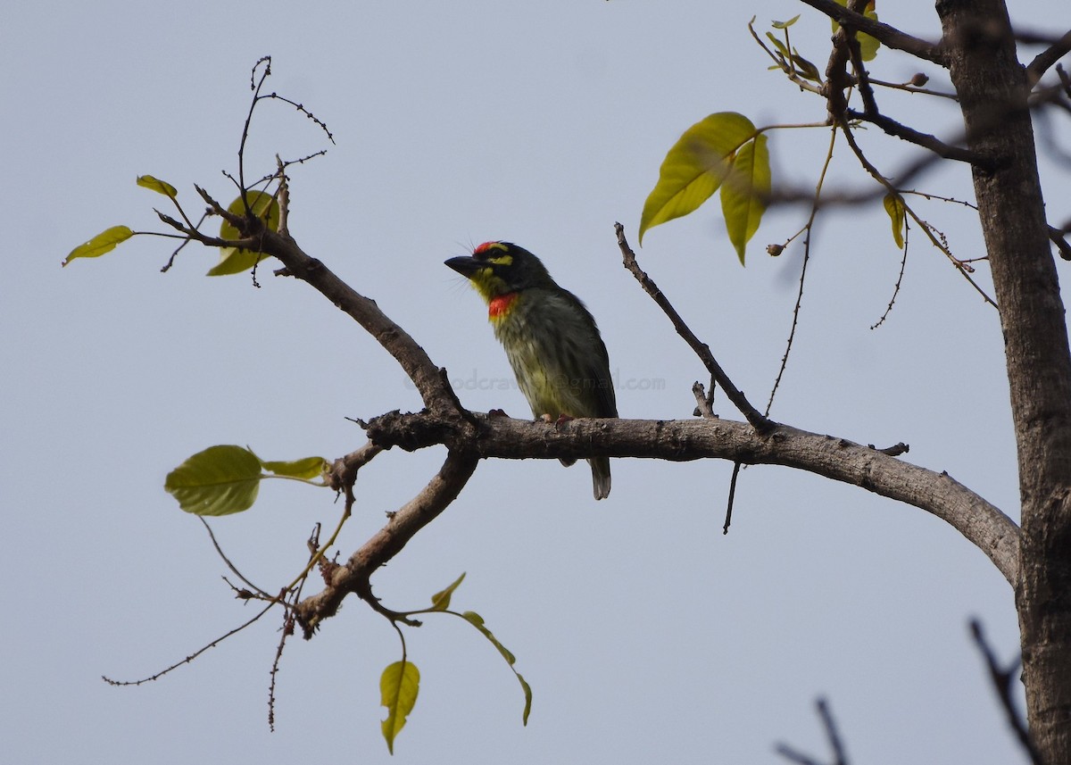 Coppersmith Barbet - ML97844661