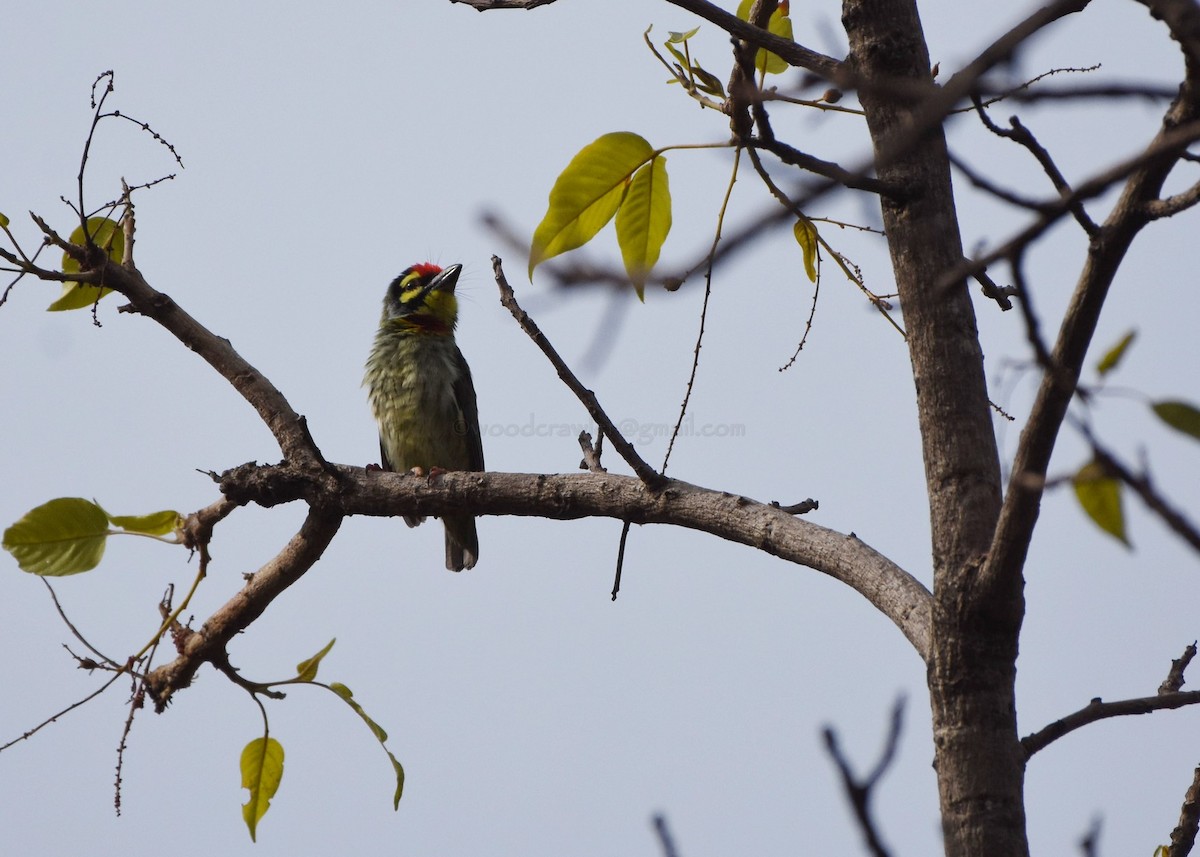 Coppersmith Barbet - ML97844671