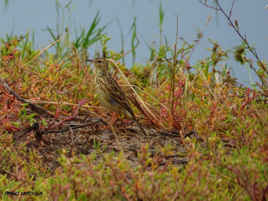 Pipit jaunâtre - ML97846341