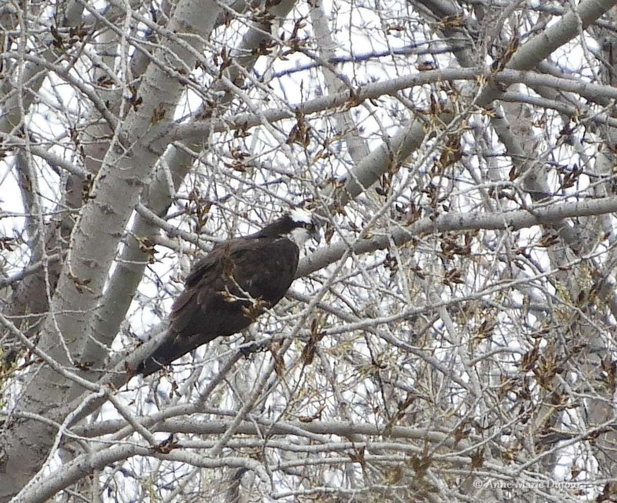 Osprey - Anne-Marie Dufour