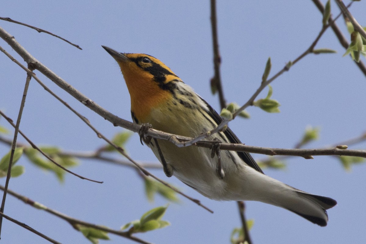 Blackburnian Warbler - Michael Bowen