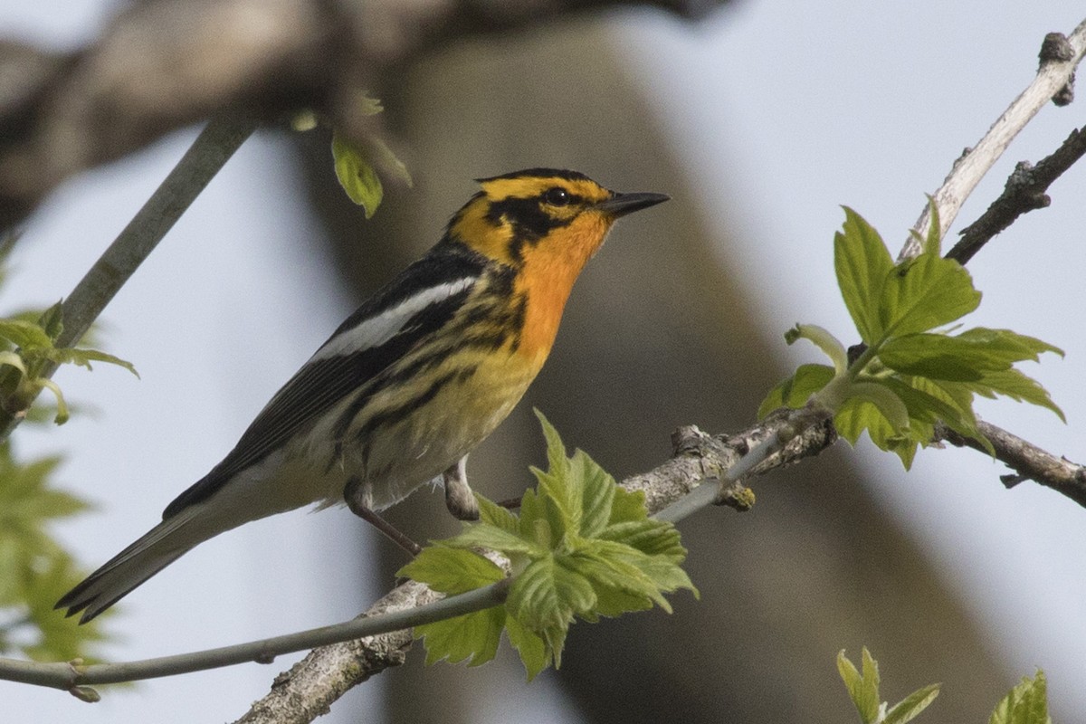 Blackburnian Warbler - ML97849551