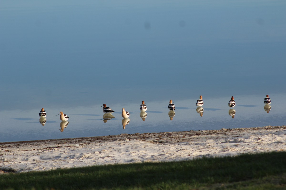 American Avocet - ML97852711