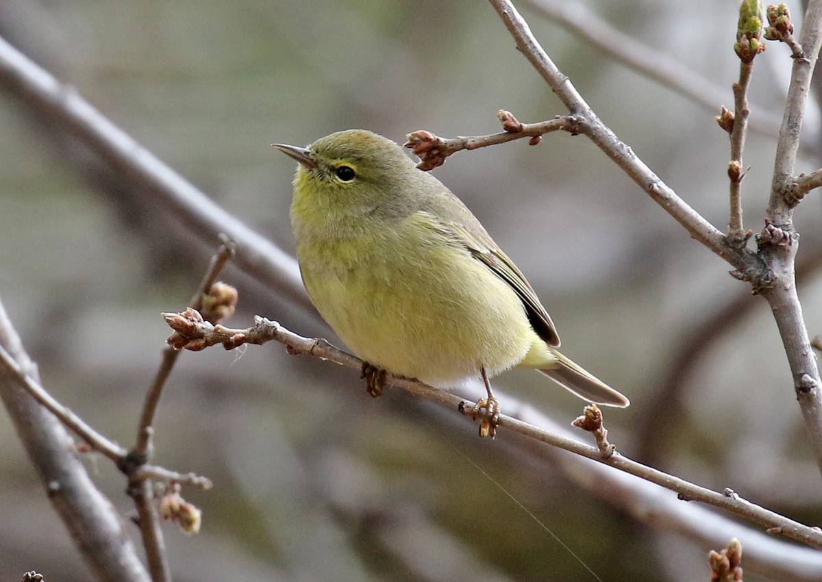 Orange-crowned Warbler - ML97853881