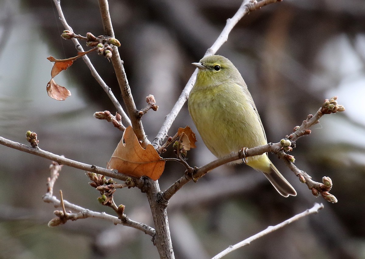 Orange-crowned Warbler - ML97853891