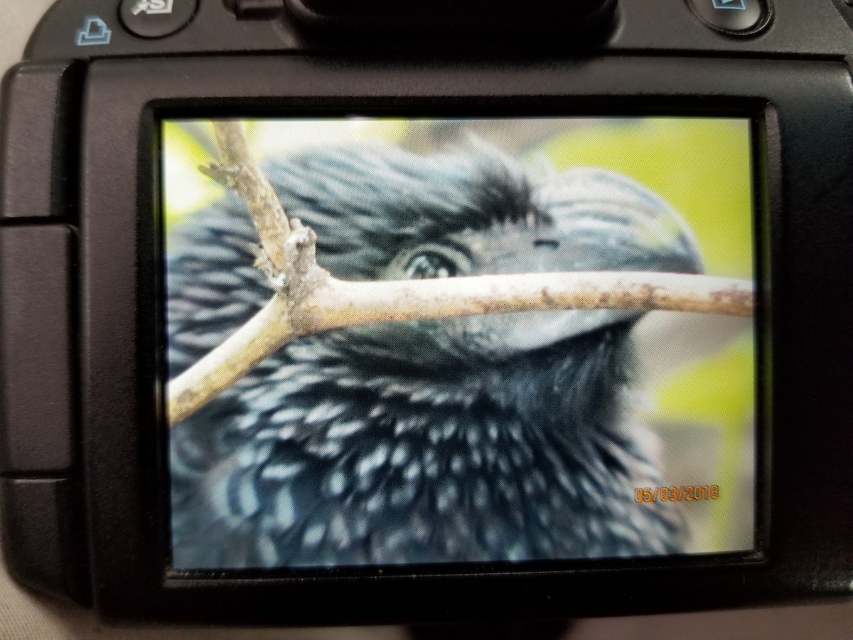 Groove-billed Ani - ML97854581