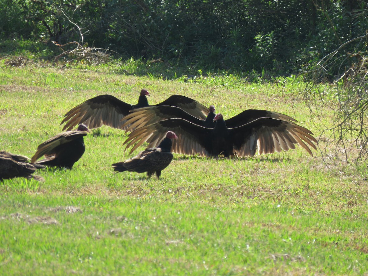 Black Vulture - ML97854991