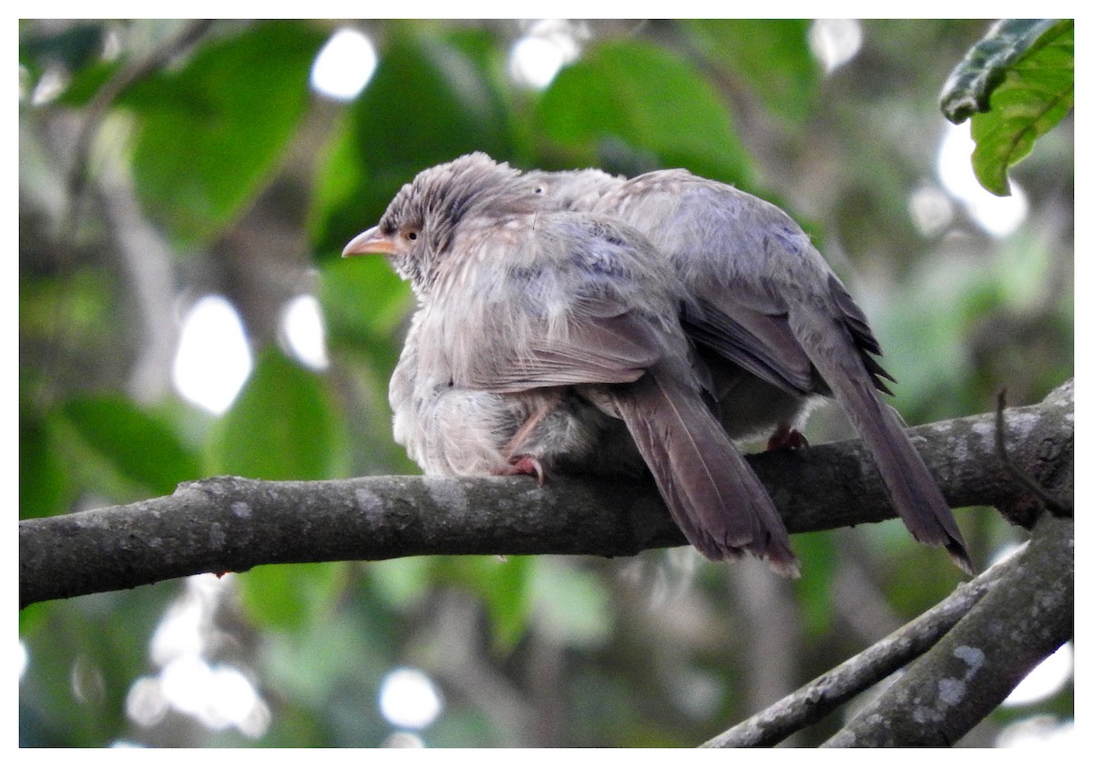 Jungle Babbler - Dr. NISHAD PM