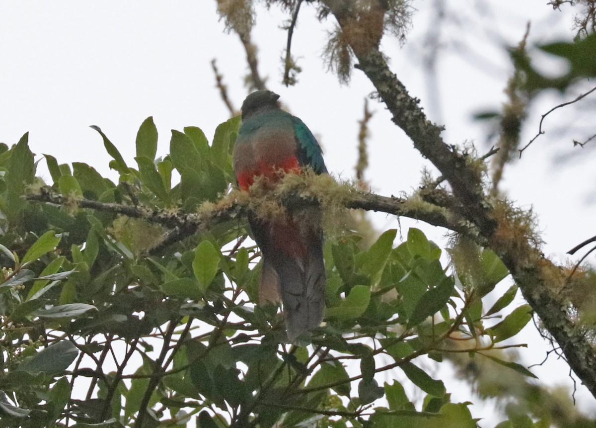 Quetzal Cabecidorado - ML97856301