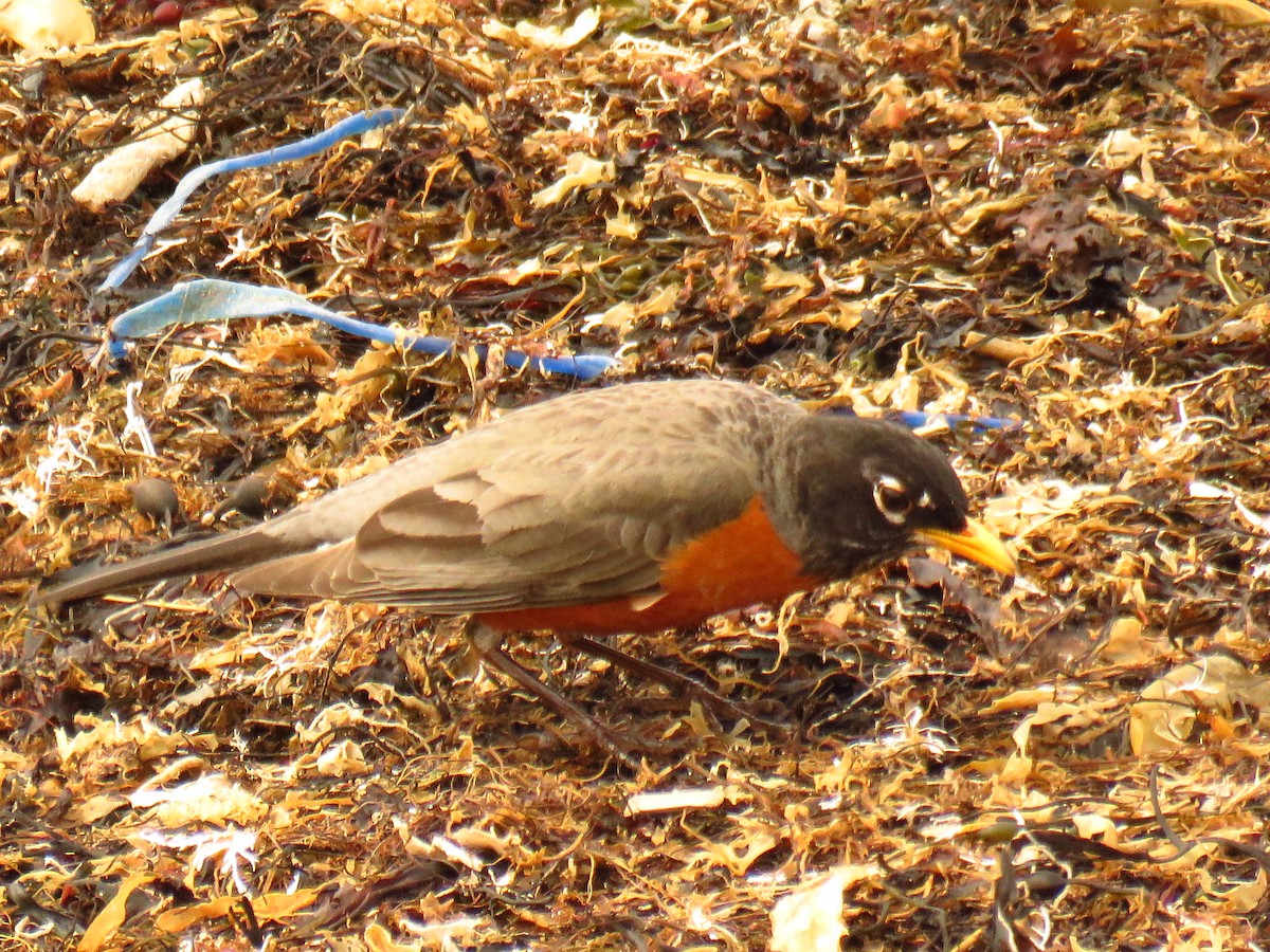 American Robin - ML97856571