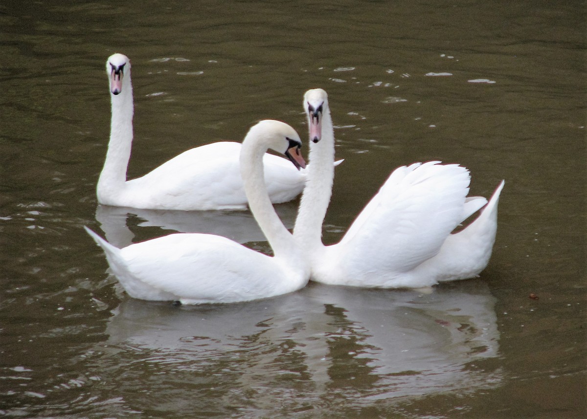 Mute Swan - ML97857671