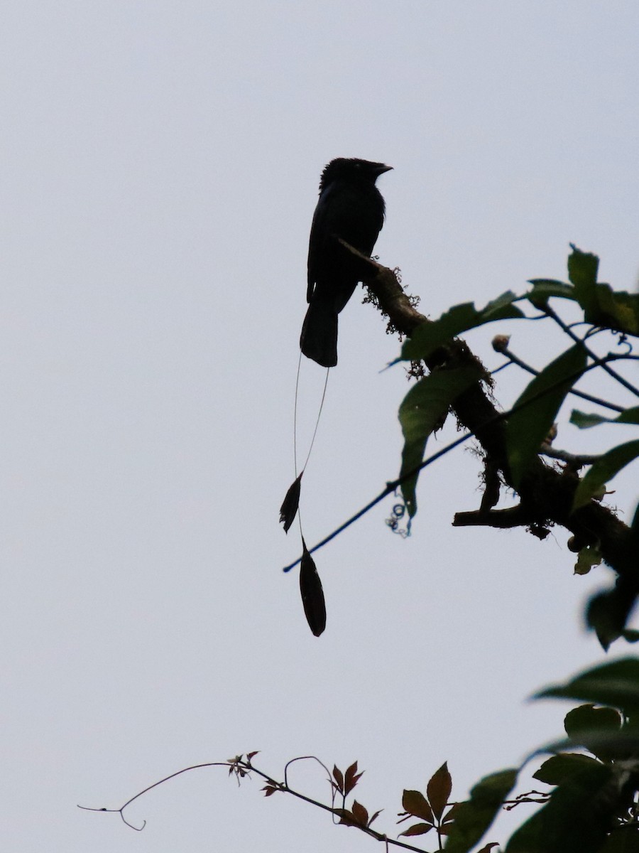 Lesser Racket-tailed Drongo - ML97859711