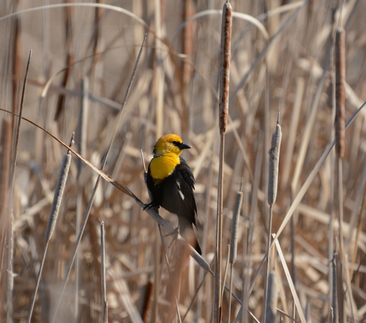 Yellow-headed Blackbird - ML97862481