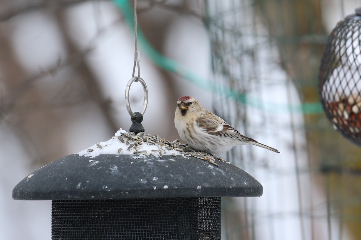 Hoary Redpoll - Oscar Campbell