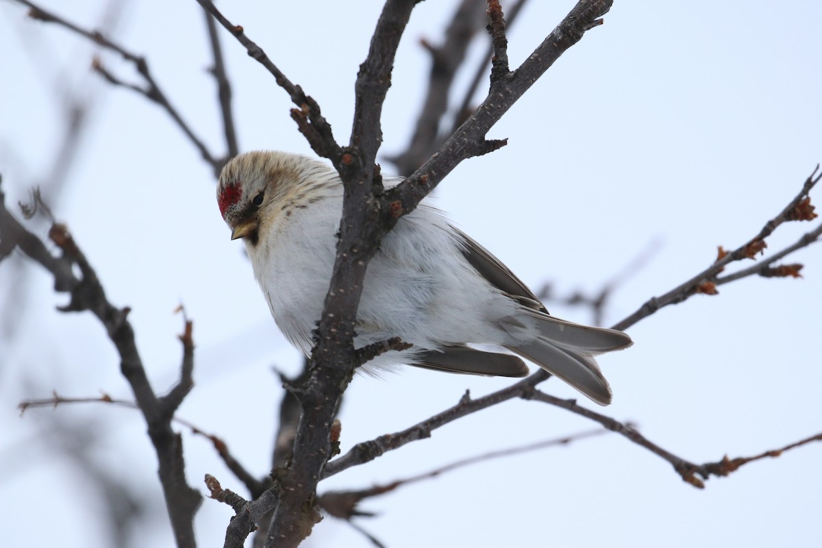 Hoary Redpoll - Oscar Campbell