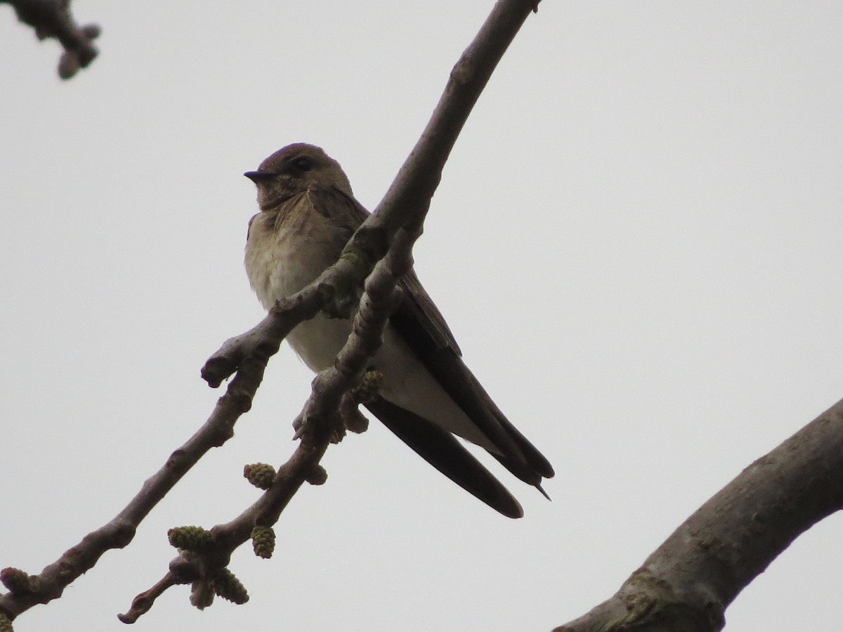 Northern Rough-winged Swallow - ML97865431