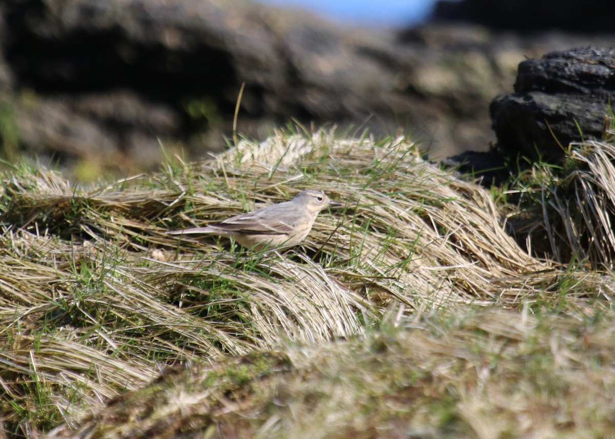 American Pipit - ML97865501